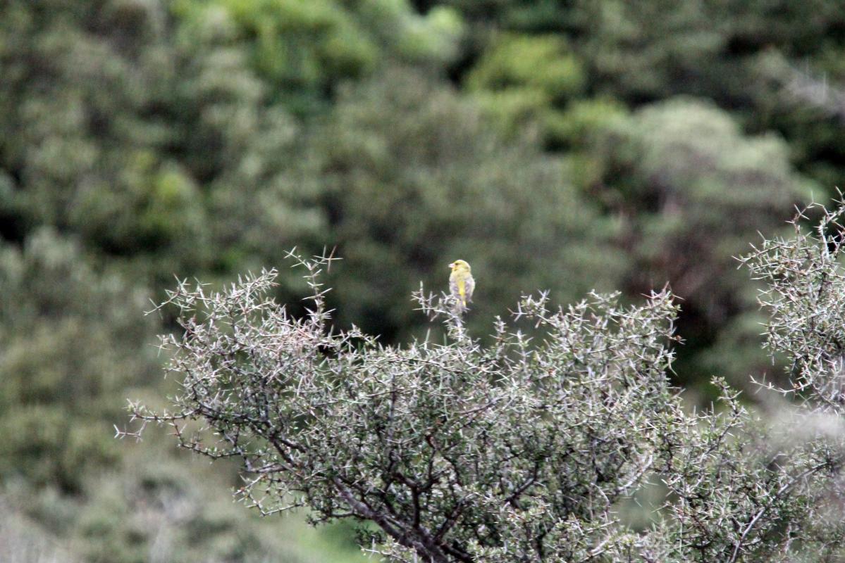 European Greenfinch (Carduelis chloris), Aoraki/Mount Cook National Park, Aoraki / Mount Cook, Canterbury, New Zealand, 2014-03-03 European Greenfinch (Carduelis chloris)